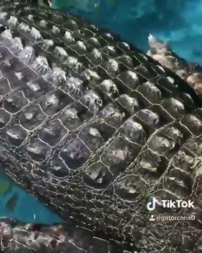 He is chilling on a summer day caw caw