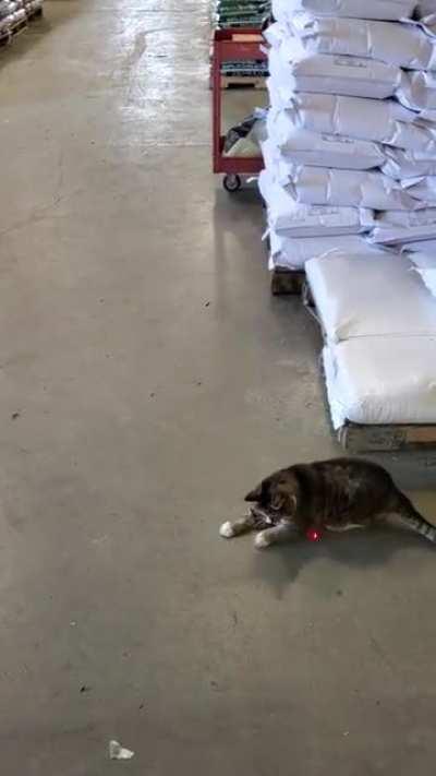 Jacket came out from nowhere and startled the warehouse kitty.