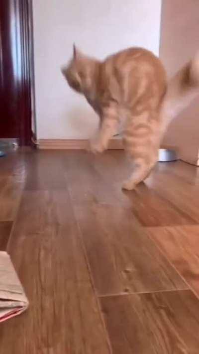 when you meet a suspicious person acting like your owner