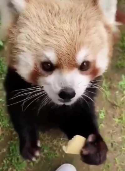 Cute Little Red Panda