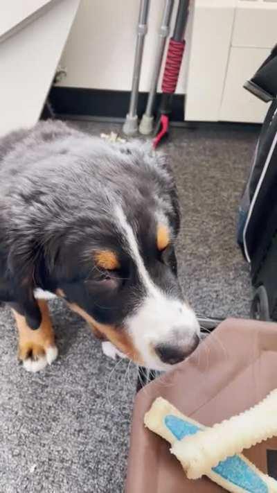 Dutton had an adventure day at my office. He was so tired after a few hours of running around that his yawns turned into howls!!