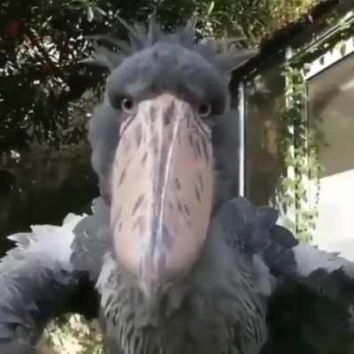 🔥 Closeup view of the most prehistoric looking bird alive today, the Shoebill Stork.