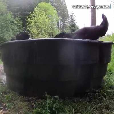 This is the happiest bear I've seen in awhile.