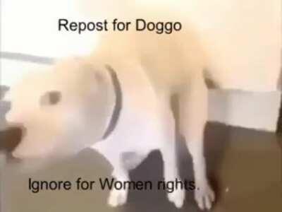 doggo