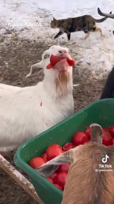 Goats monching on tomatoes :)