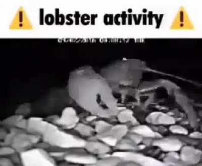 ! lobster activity !