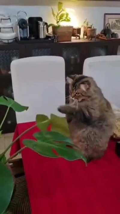 Boxing is my pawssion