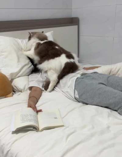 this is chonker therapy