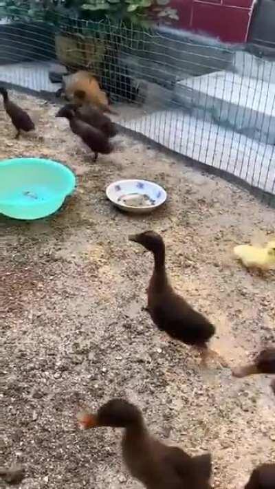 Duckling must have sneezed without the mask.