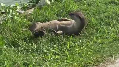 Itchy otter