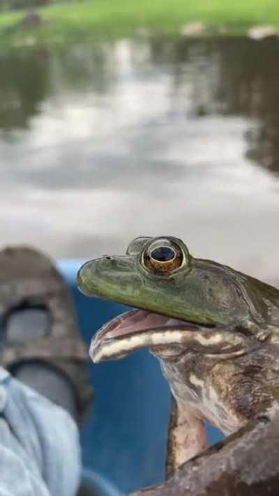 Bullfrog war cry. (very ferocious)
