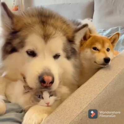 Just chilling with the gang