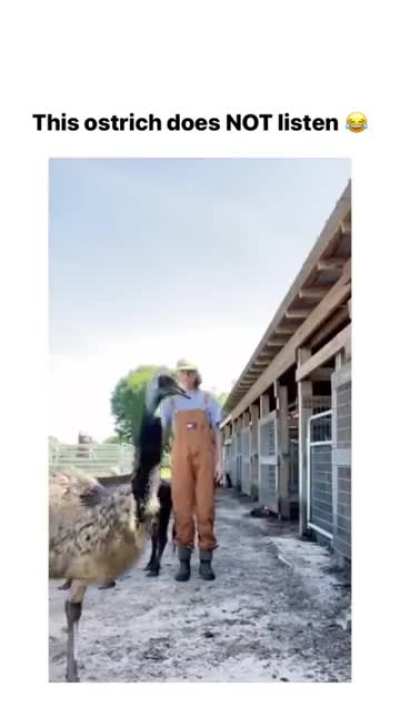 Ostrich love the camera