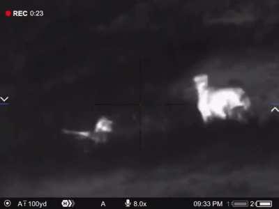 Protecting the Sheep from Coyote