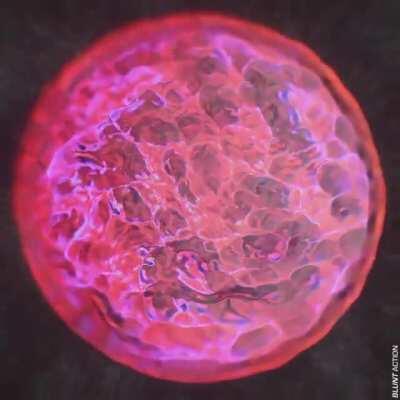 s u p e r n o v a ﻿ ﻿ r e b i r t h