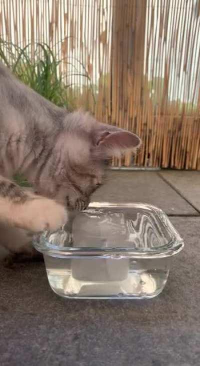 Cat taps Icecube in water