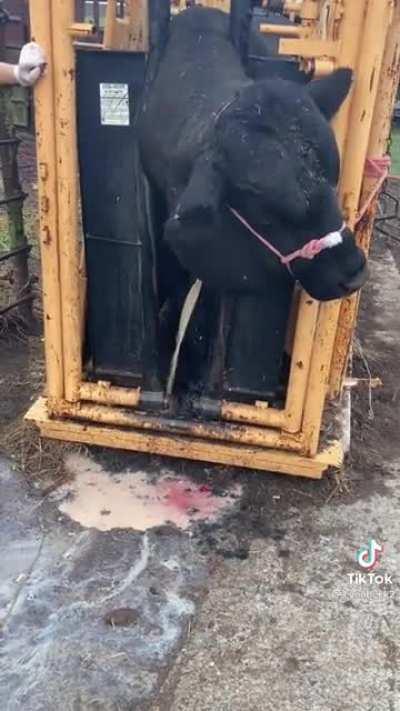 Curing abscesses in a bull