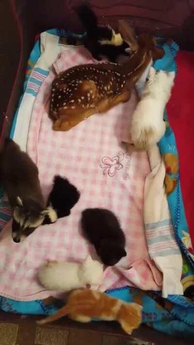 Fun game - could we list all the animals in this video?