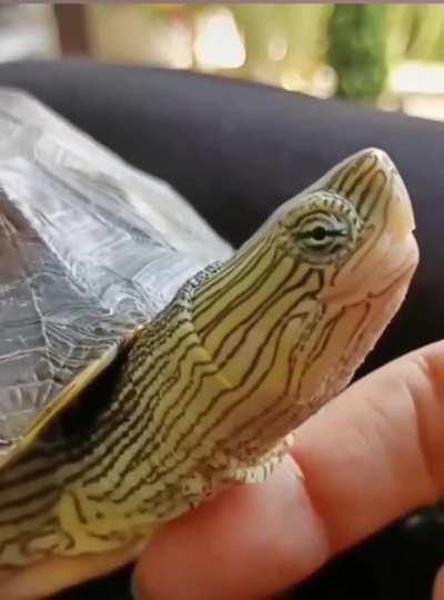 Just needs a gentle coaxing.