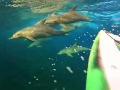 🔥 Dolphins riding a wave under a rainbow