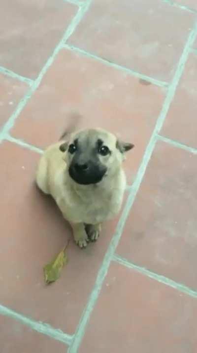 Take a moment to look at this Good Boy!