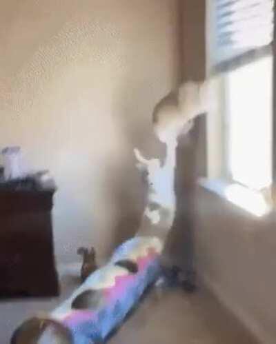 Cat ambushes his unsuspecting buddy