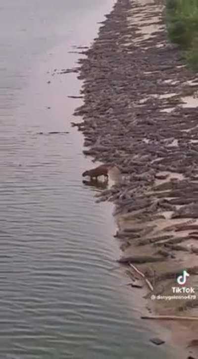Supongo que se aceptan carpinchos con otros pasaportes, no? Si solo se aceptan argentinos y patriotas, no lo digan tan brusco...