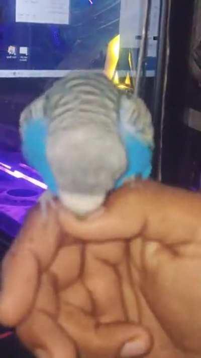 What is my budgie doing this ?