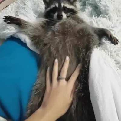 Tummy rubs!