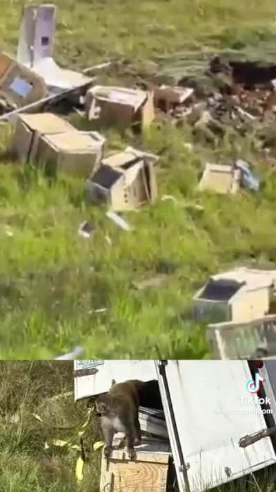 Fuga de mexicanos infectados tras un accidente en Estados Unidos 😱