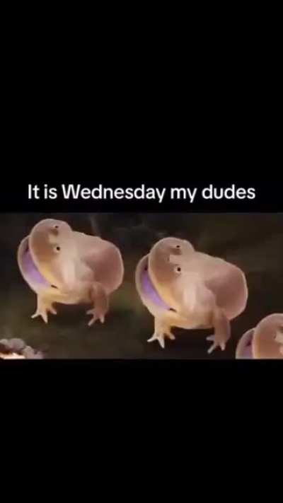 It's Wednesday my dudes