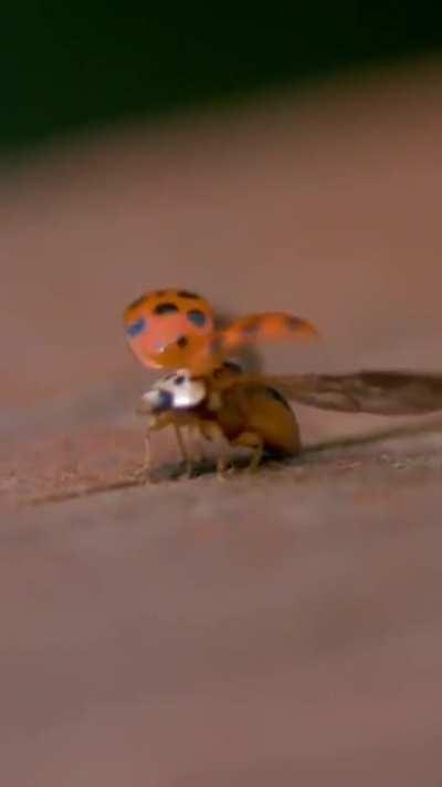 🔥 How a ladybug unfolds its wings from under its elytra before taking off