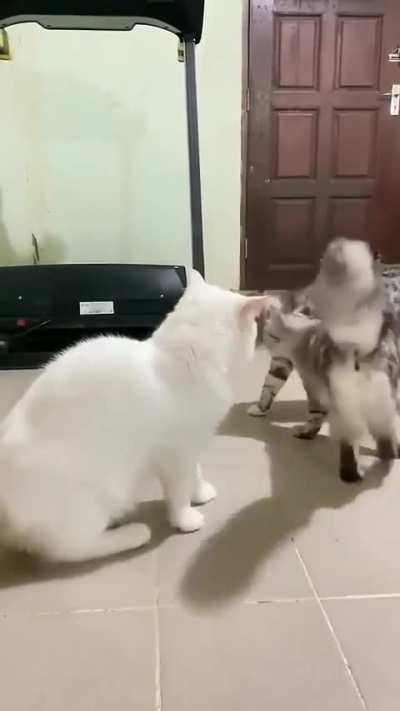 The world needs this cat right now