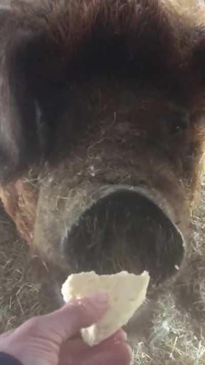 1200lb Duroc loves Cheesecake