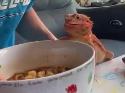 Bearded dragons have a labradors appetite