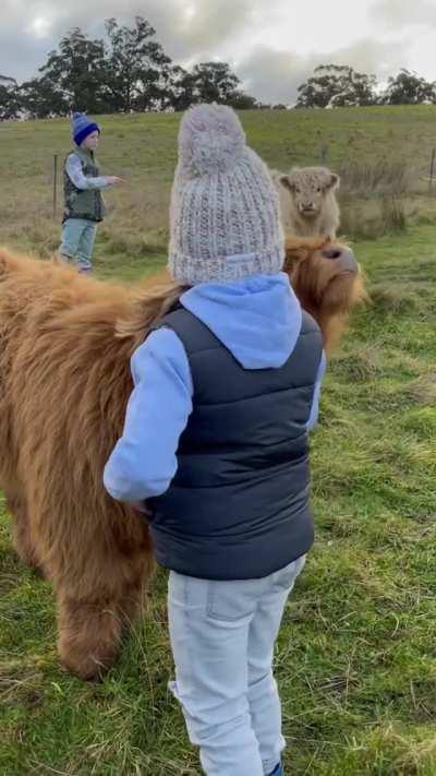 Good boy receiving pets