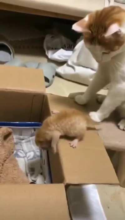 Momma Cat Says To Kitten 