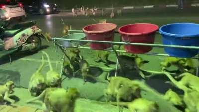 Monkeys evacuate a temple as fireworks start