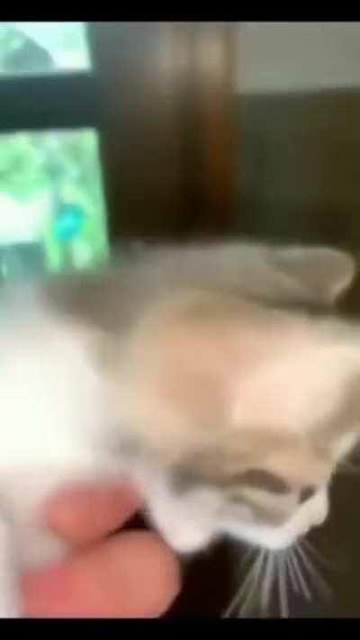 if this post gets 100 votes Jake Will eat paper