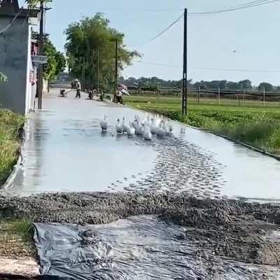 To build a new road