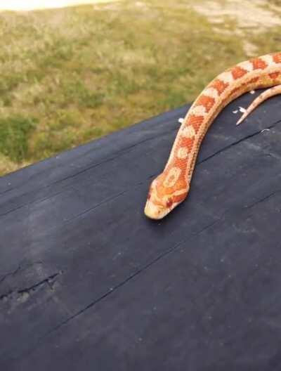 Chutney showing off his Professional Sniffing Skills