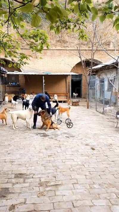 He brought that wheelchair specially for that special dog