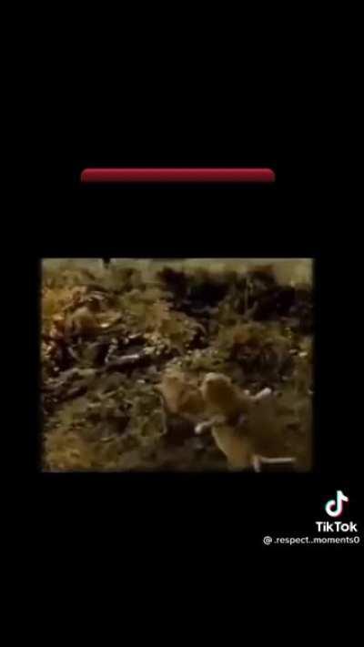 Just a normal lion in turkey