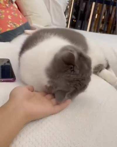 Rrrrrrnmnyuh! Mrrrmmnyerrh.