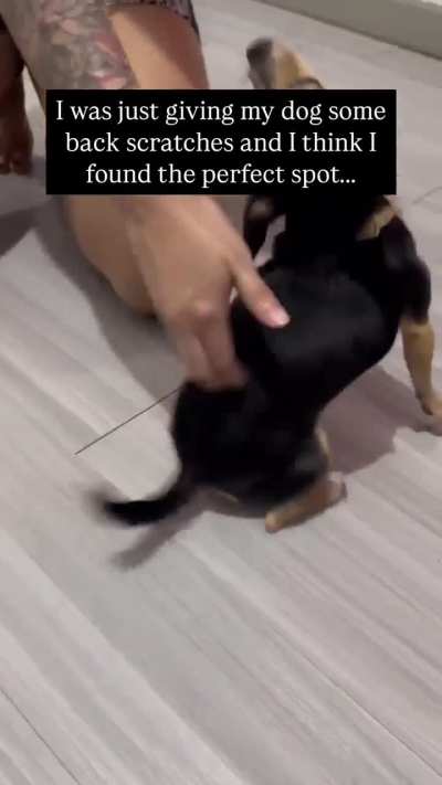 Finding The Perfect Spot To Scratch A Little Dog