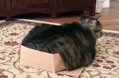 If it fits I sits, whoops