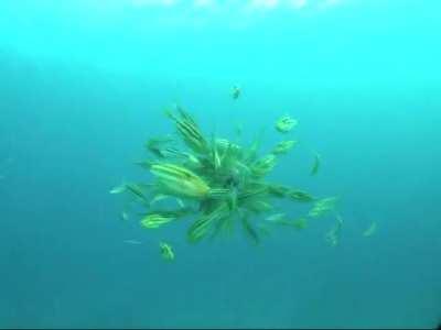 Octopus Gets Attacked And Eaten By A School Of Leatherjackets GIF