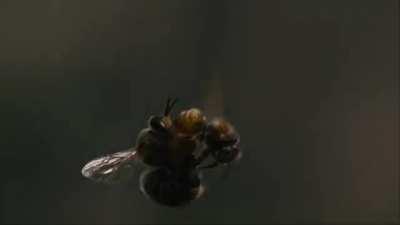 The ejaculation of a drone honey bee is so powerful that his endophallus ruptures and he quickly dies