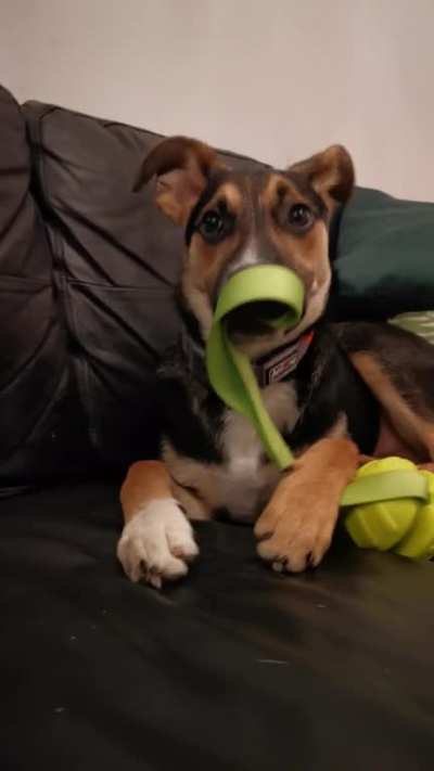 Barley loves his new toy!