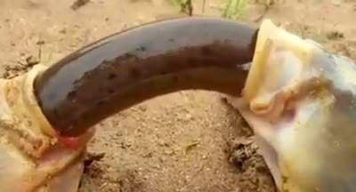 Были бы это две девушки с дилдо был бы тег NSFW, а когда две рыбы и неведомая хрень?